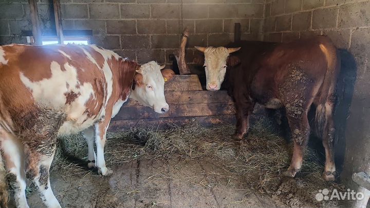 Продается бычок)