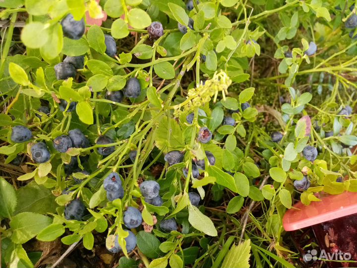 Соберу ягоду