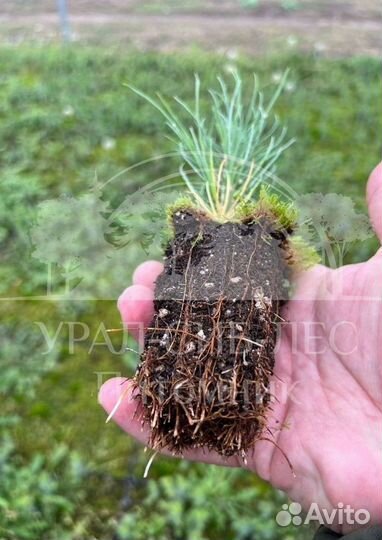 Лиственница Сибирская с зкс сеянцы