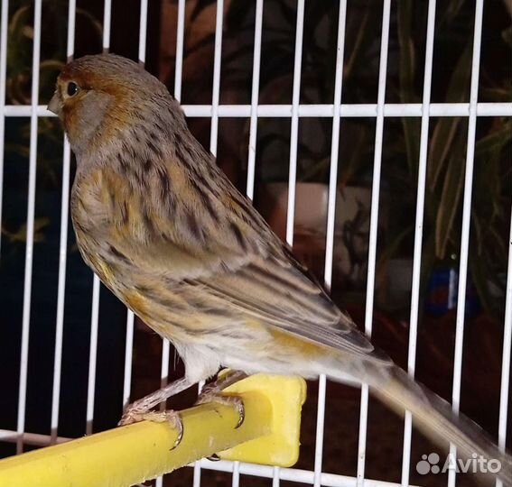 Канарейки с клеткой
