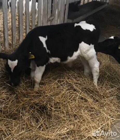 Бычки и телята