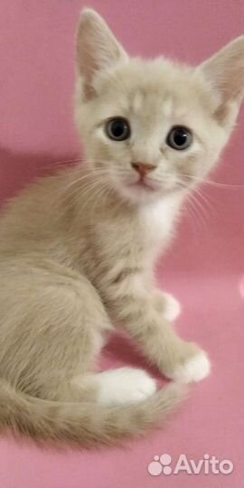 Котик и кошечка