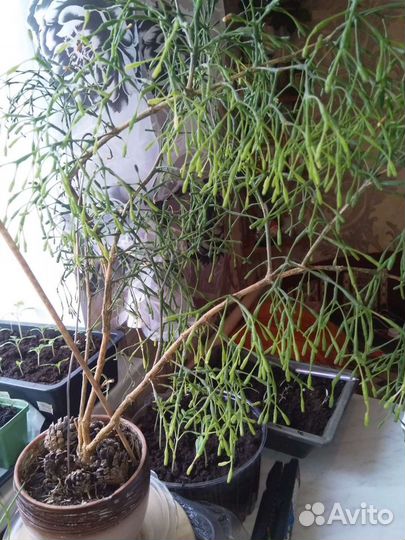 Комнатные растения