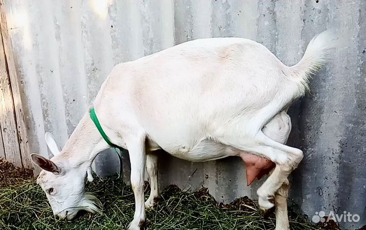 Козы дойные и под покрытие