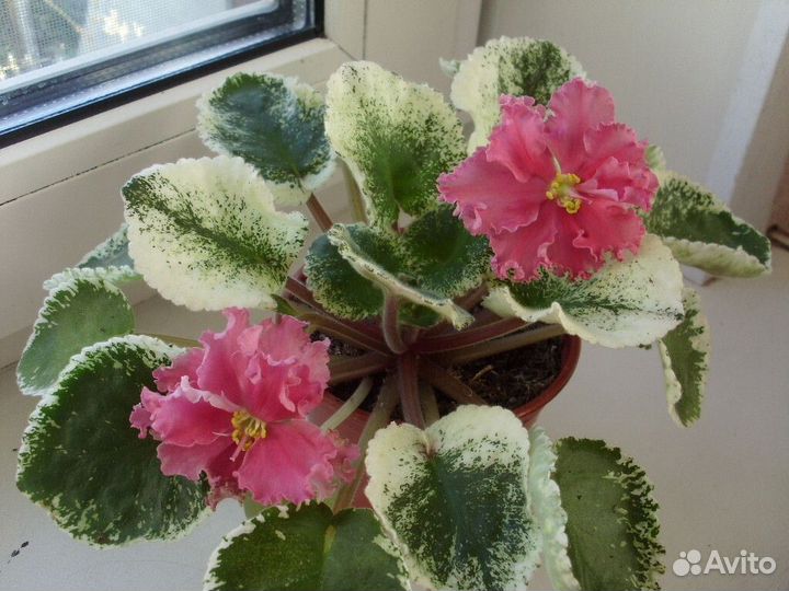 Набор деток фиалок