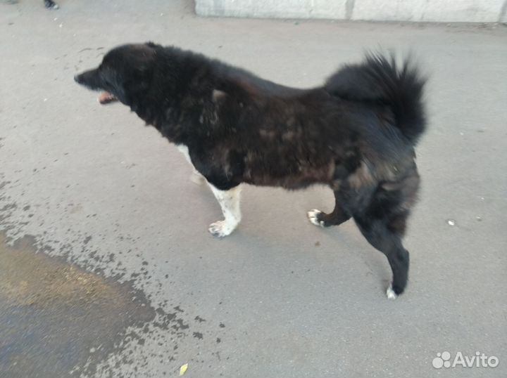 Умный, верный, бесстрашный пёс