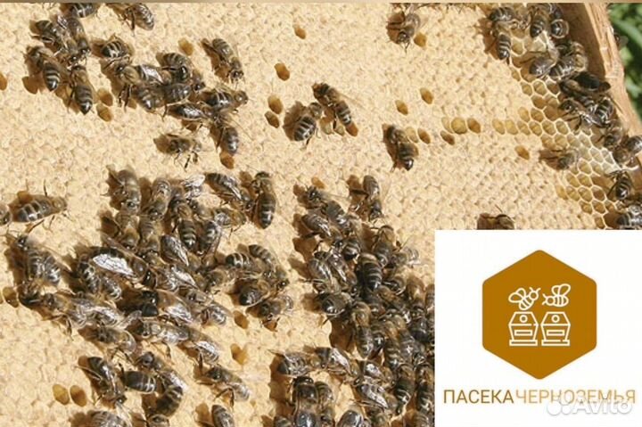 Пчелопакеты 2025