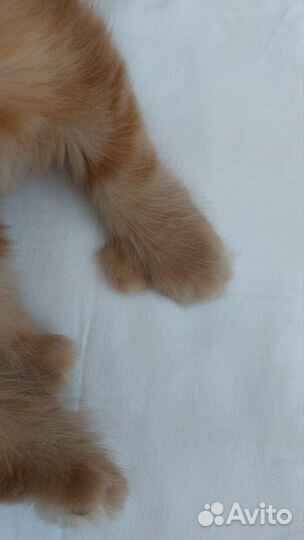 Котята мейн-кун полидакт