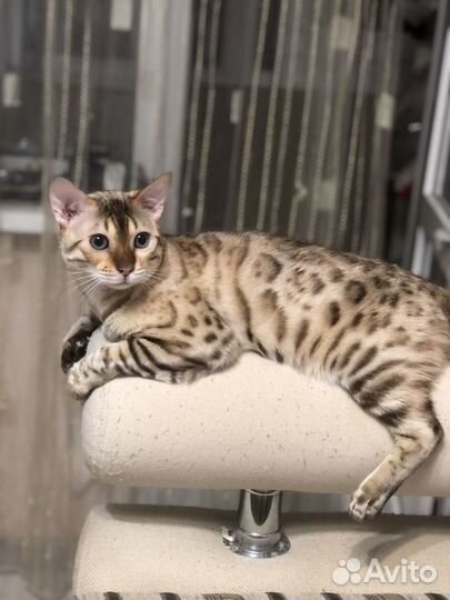 Бенгальские котята