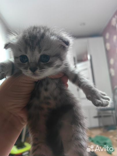 Шотландская