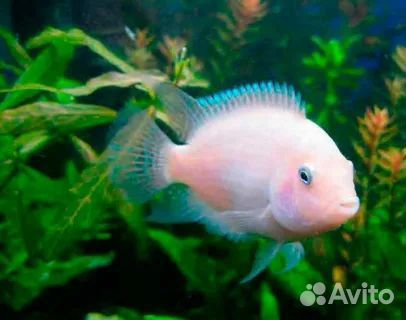 Цихлиды Африки и Америки. Другая аквариумная рыба