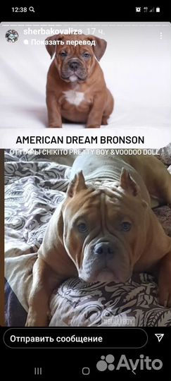 Вязка собак американский Булли