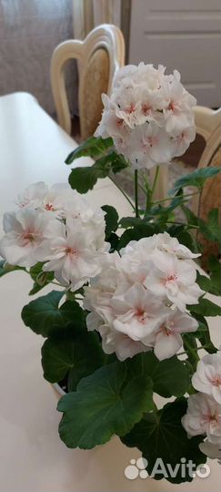 Tamara пеларгония