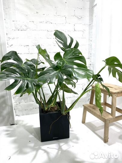 Монстера деликоса в горшке с автополивом lechuza