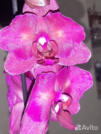 Орхидея фаленопсис(бабочка)