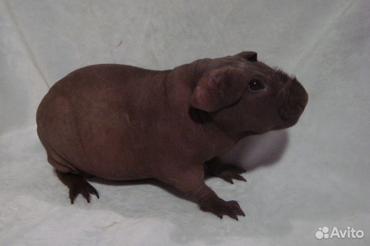 Морские свинки скинни