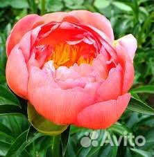 Корни пиона Корал Сансет