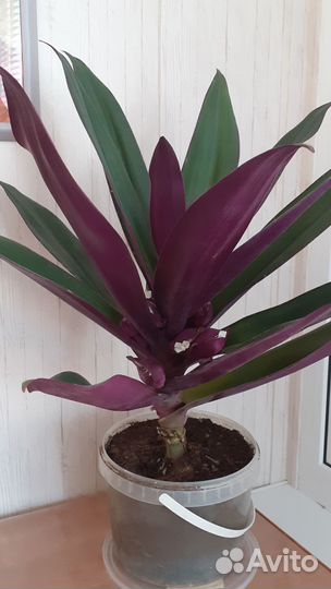 Рэо кошелёк