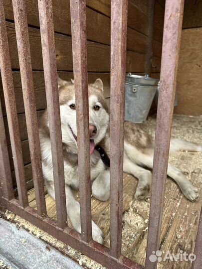 Хаски Карина