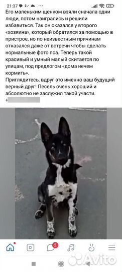 Собака в добрые руки отдам бесплатно