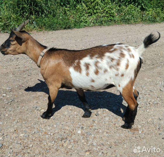 Камерунские козы