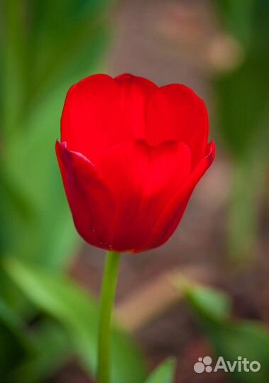 Луковицы тюльпанов