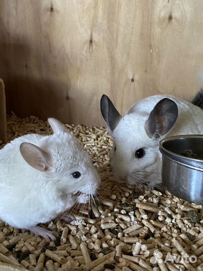 Шиншилла девочка