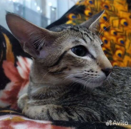 Ориентальный пятнистый мальчик котёнок