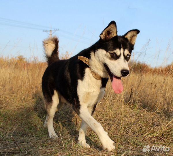 Собака Михась