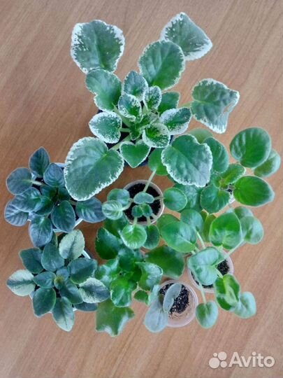 Фиалки сортовые,бегонии декоративно лиственные