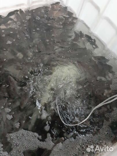 Карп,карась,раки