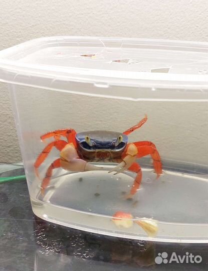 Радужный краб