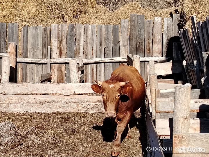 Бык на мясо