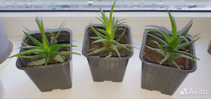 Суккуленты хавортия, алоэ, кактусы, крассула