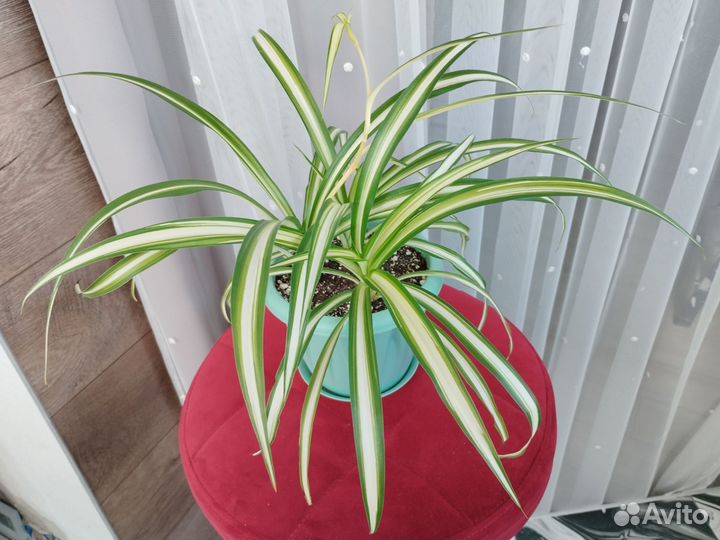 Хлорофитум хохлатый