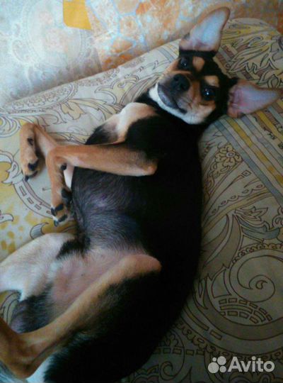 Той-терьер для вязки