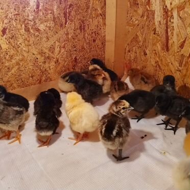 Цыплята несушки