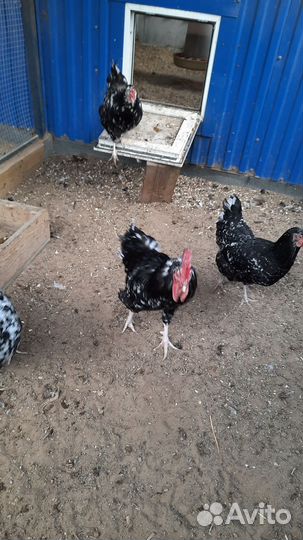 Курятник утепленный