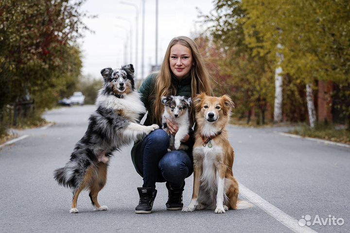 Дрессировка собак