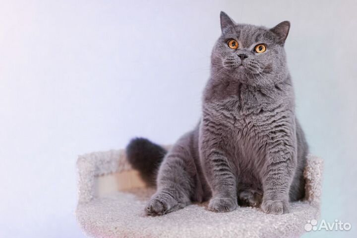 Амелия, кошечка британка от породистых родителей