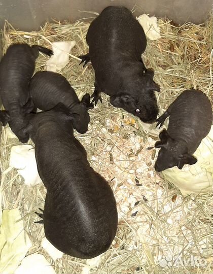 Морская свинка порода Скинни