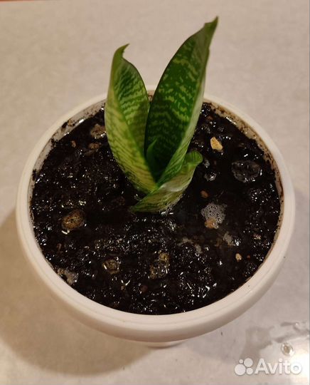 Цветок Сансевиерия