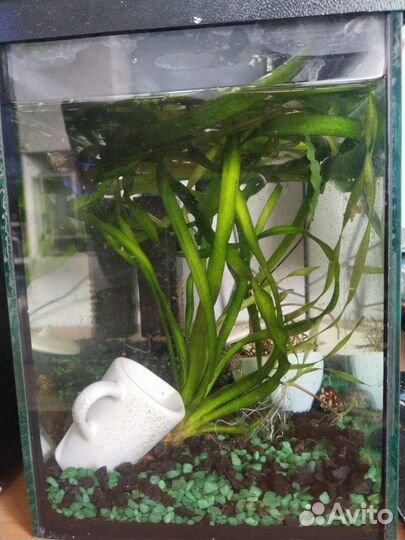 Аквариум с наполнением