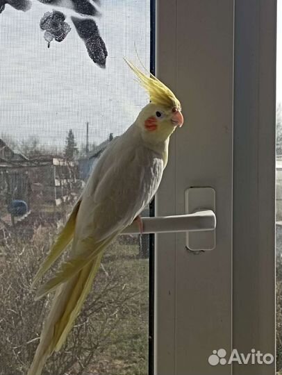 Попугай корелла