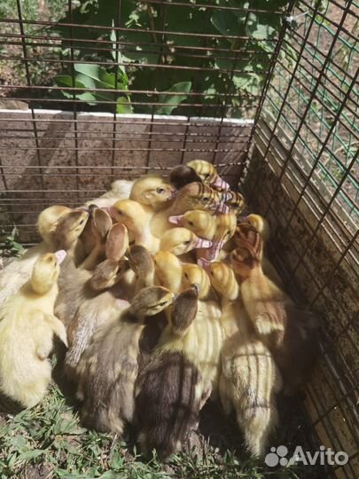 Индоутята тяжёлых линий, двух недельные