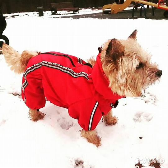 Пошив одежды для собак