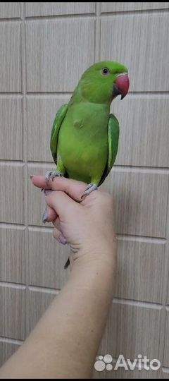Ожереловый попугай Крамера птенцы