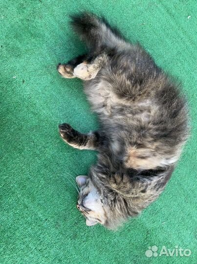 Кошечка в добрые руки