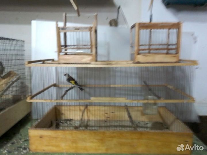 Певчие птицы