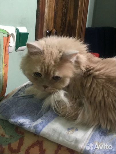 Красавчик Персик